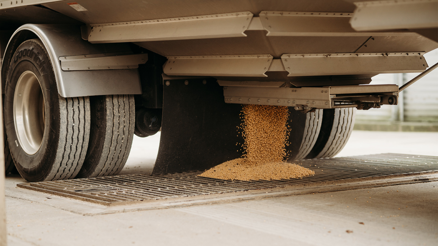 Soybeans unloading at bin